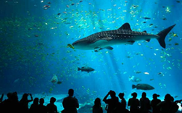 Das Aquarium in Thailand Phuket